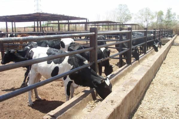 غرفة الألبان: مشاكل تواجه القطاع تنذر بتراجع الأبقار المنتجة