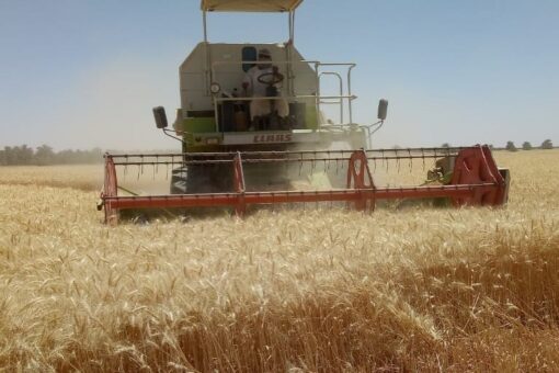 الشمالية: عمليات حصاد القمح تبشر بانتاجية عالية