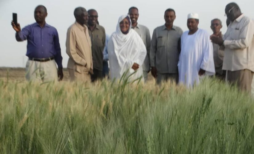 اللجنة الفنية لإنجاح الموسم الشتوي تقف على ترتيبات حصاد القمح