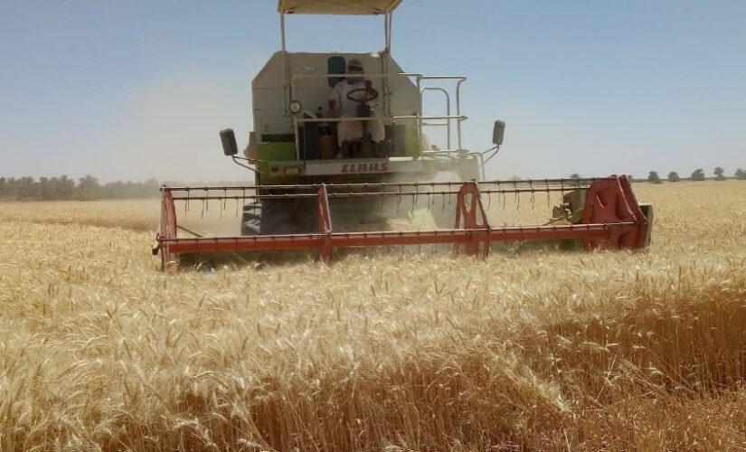 الشمالية: حصاد القمح في المشاريع الاستثمارية والحكومية يسير بصورة جيدة