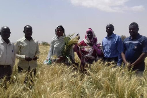 توطين زراعة القمح بشمال دارفور نجاحات مرتقبة