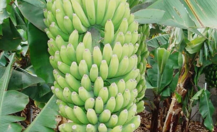 جامعة الجزيرة:اختتام دورة تدريبية حول إنتاج الموز للصادر