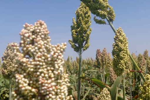 النيل الأبيض تستهدف زراعة ثلاثة مليون فدان للموسم الصيفى