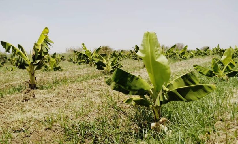 جامعة الجزيرة تتجه للاستثمار في زراعة الموز والخضروات