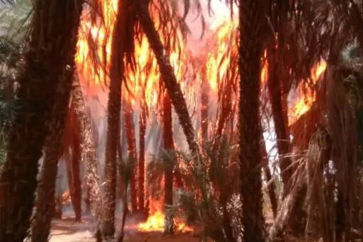 حريق يأتي على خمسة عشر ألف نخلة بمحلية دلقو