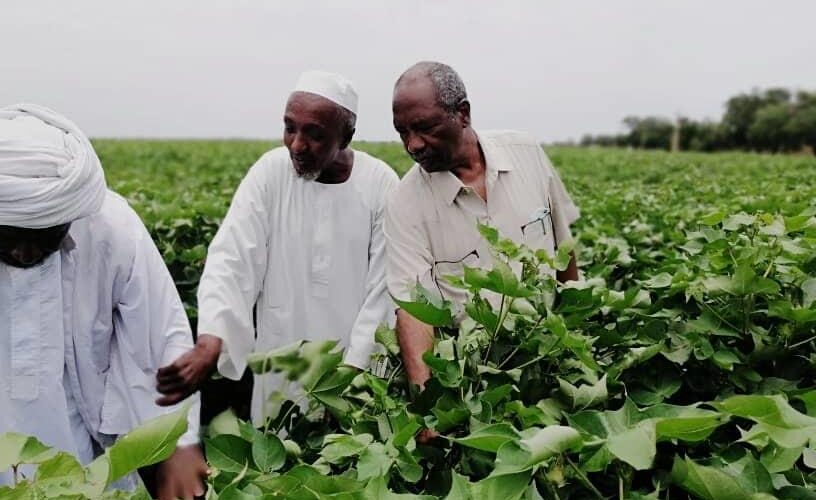 مشروع الجزيرة يكمل زراعة 700 ألف فدان بمحاصيل العروة الصيفية