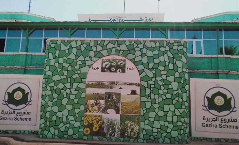 محافظ مشروع الجزيرة يشهد بداية عمليات جني محصول القطن