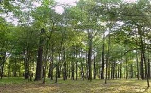 الغابات بولاية سنار تحتفل بعيد الشجرة الـ(58) بفنقوقة الجبل