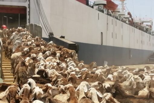 أكثر من ٨ آلاف رأس من الماشية السودانية تصل السعودية