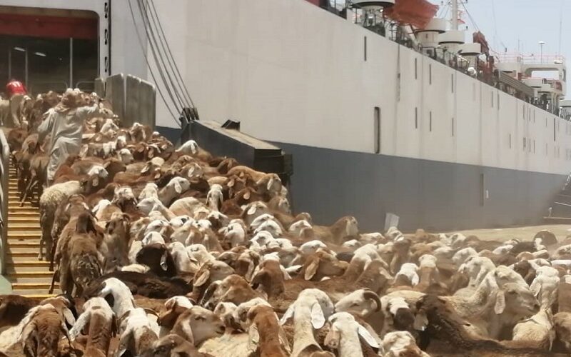 أكثر من ٨ آلاف رأس من الماشية السودانية تصل السعودية