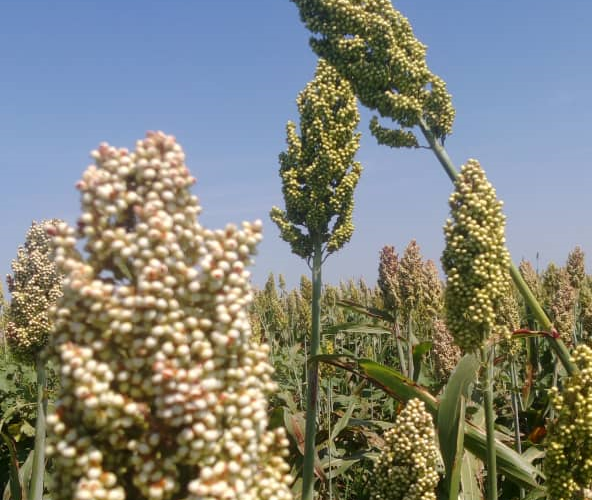 بدء حصاد محصول الذرة بالقضارف في مساحة (5.5) مليون فدان
