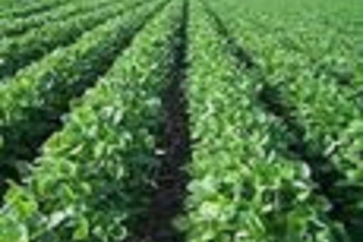 مدير عام وزارة الزراعة بالخرطوم يتفقد مشروع السليت الزراعي