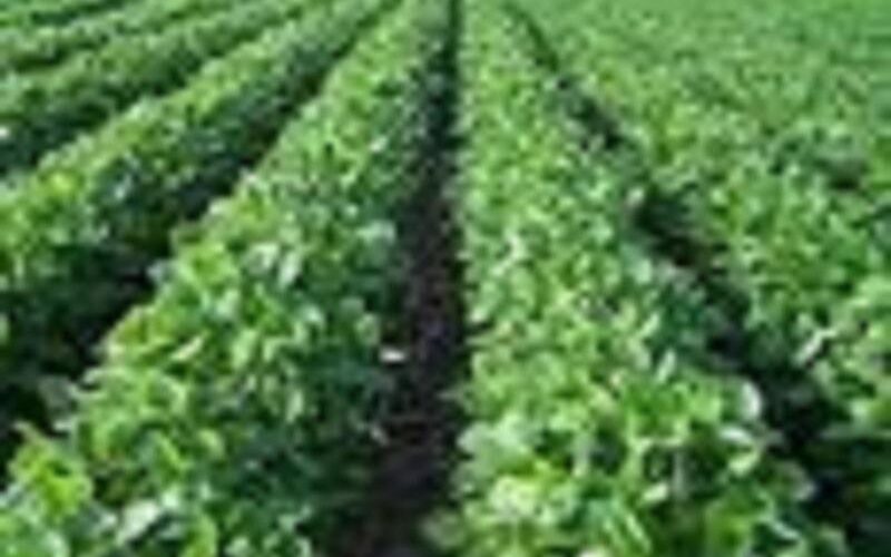 مدير عام وزارةالزراعة بولاية الخرطوم تتفقد مشروع العسيلات بشرق النيل