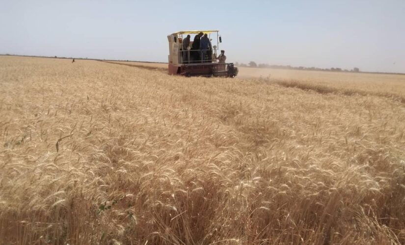 بدء عمليات الحصاد لمحصول الذرة بإقليم النيل الأزرق