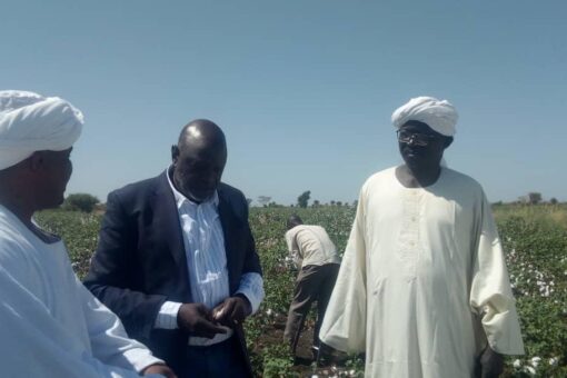 مزارعو النيل الازرق يشيدون بالتجارب الناجحة مع الشركات الزراعية