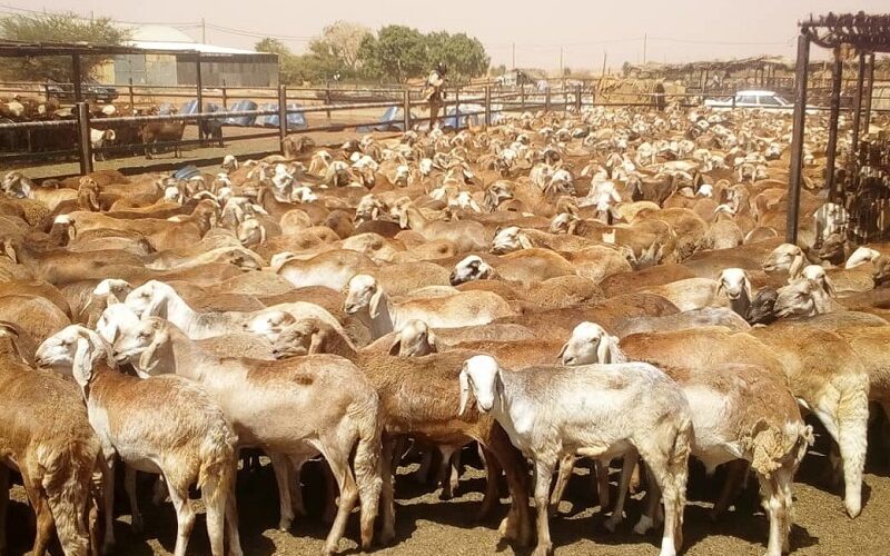 إنسياب صادر الماشية للسعودية
