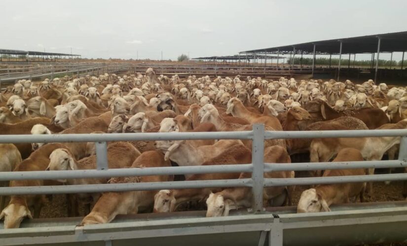 تصدير أكثر من 23 ألف رأس من الماشية للسعودية