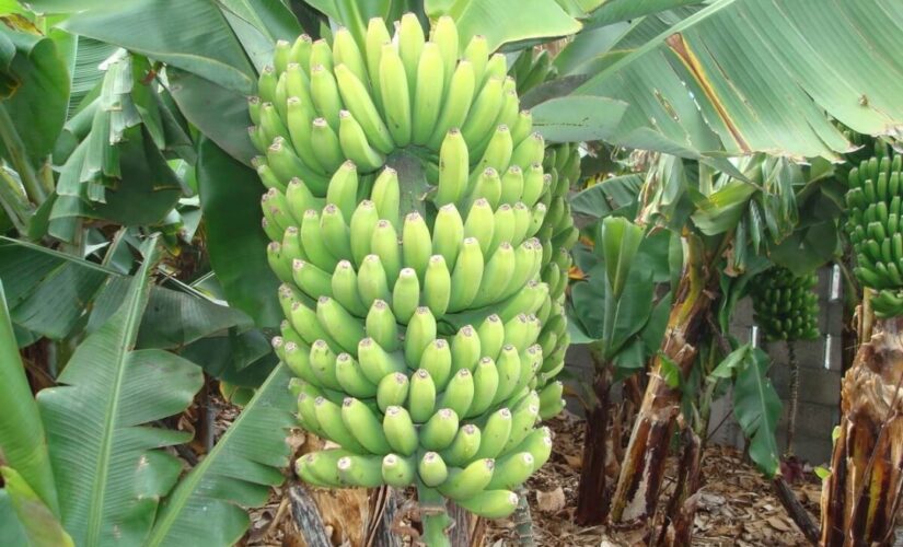 تدشين برنامج توزيع شتول الموز للمتأثرين بالفيضانات بولاية سنار