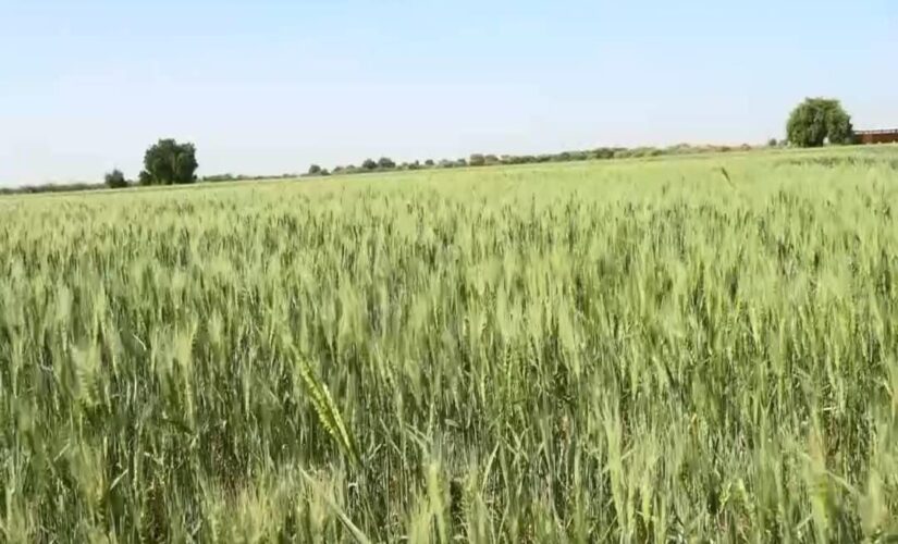 محليةمروي:استهداف زراعة أكثر من 38الف فدان في العروة الشتوية
