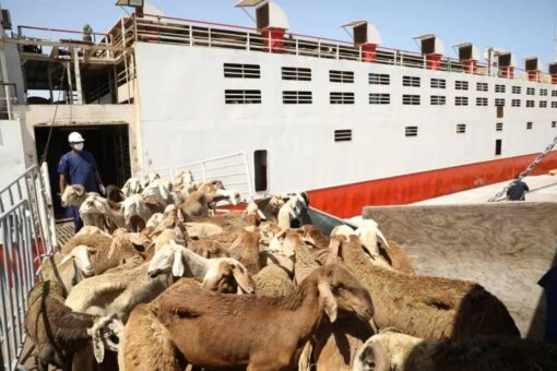 تصدير 24234 رأسا من الماشية خلال ديسمبر للسعودية