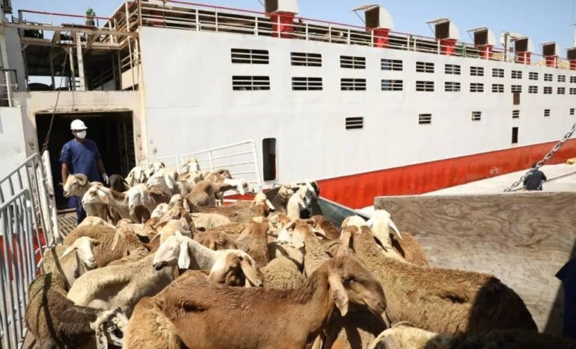 تصدير 24234 رأسا من الماشية خلال ديسمبر للسعودية