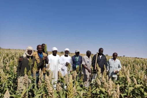 مشروع ملم الوديان الزراعي بشمال دارفور : انموذج للتنمية الريفية