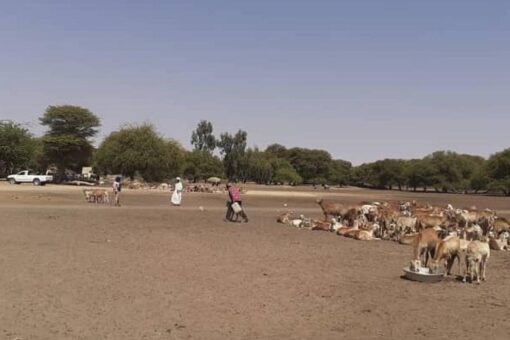 إنطلاق نفرة جباية الأنعام بمحلية دار السلام بشمال دارفور