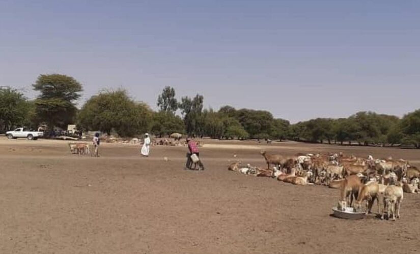 إنطلاق نفرة جباية الأنعام بمحلية دار السلام بشمال دارفور