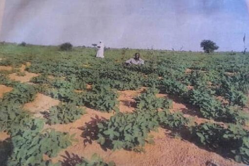 جمعية أصحاب النيل الزراعية بشمال دارفور تؤكد نجاح شراكتها الاستثمارية