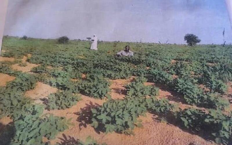 جمعية أصحاب النيل الزراعية بشمال دارفور تؤكد نجاح شراكتها الاستثمارية