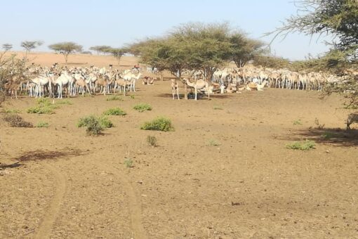 إنطلاق نفرة جباية زكاة الأنعام بمحلية مليط بشمال دارفور