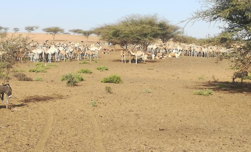 إنطلاق نفرة جباية زكاة الأنعام بمحلية مليط بشمال دارفور