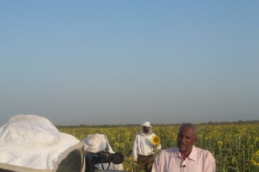 امكانات تضع السودان في مقدمة الدول انتاجاً لعسل النحل