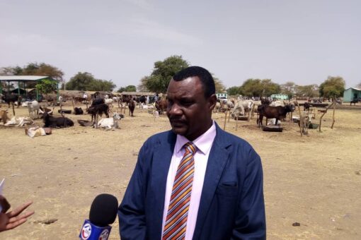 مدير الثروة الحيوانية بالنيل الأززق:نسعي لتطوير سوق صادر الماشية