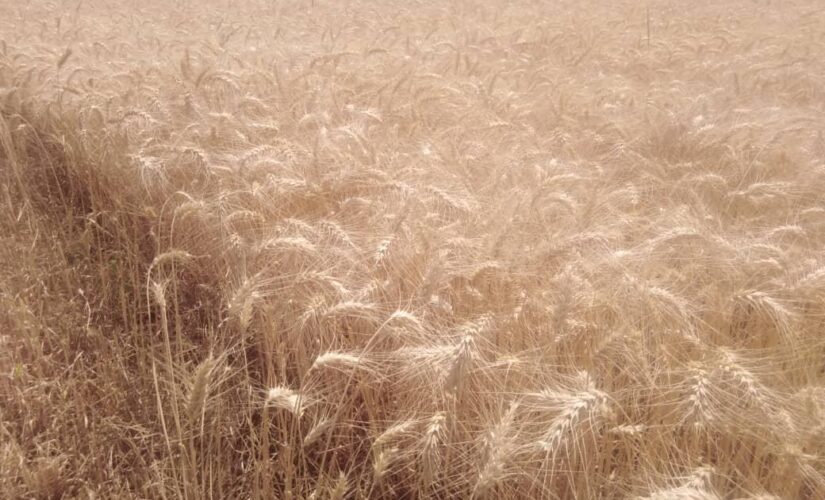 محافظ مشروع الجزيرة يدشن حصاد القمح بالقسم الشمالي