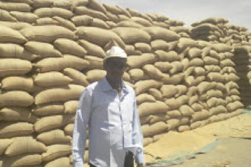 البنك الزراعي يعلن عن ترتيبات لشراء القمح من المنتجين
