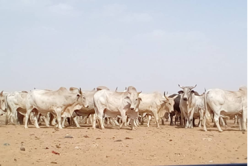 الثروة الحيوانية تصدر 1975 رأس من الأبقار لسلطنة عمان