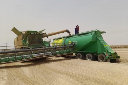 تنفيذي أبو حمد يشهد عمليات حصاد القمح بمشروع دال الزراعي