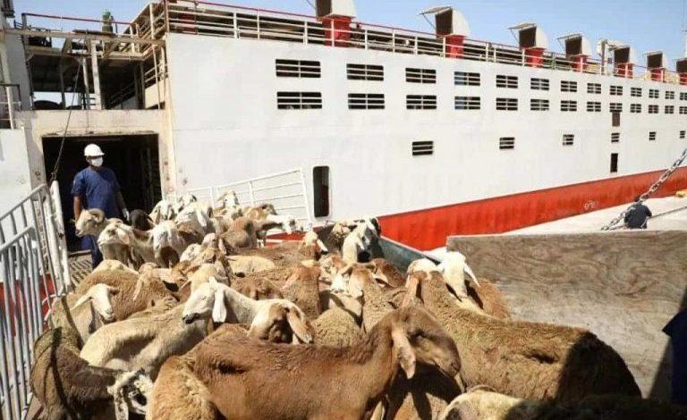 تصدير أكثر من ٨٤ ألف رأس ماشية للسعودية