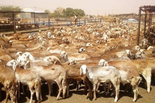 الثروة الحيوانة تؤكد انسياب صادر الماشية للسعودية و الدول العربية