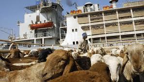 تصدير أكثر من 19 ألف رأس من الماشية للسعودية