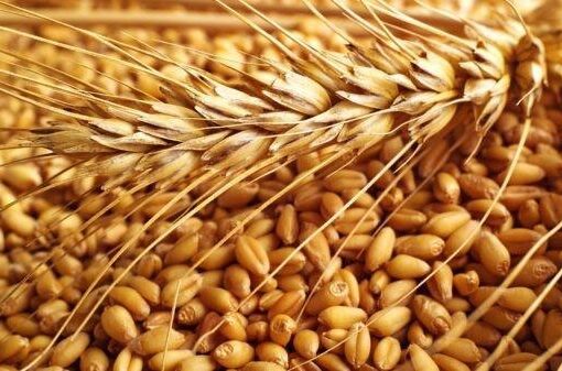 والي الشمالية يحظر نقل محصول القمح المنتج محليا لخارج الولاية