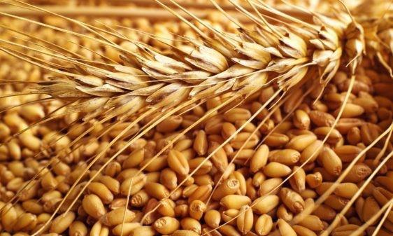 والي الشمالية يحظر نقل محصول القمح المنتج محليا لخارج الولاية