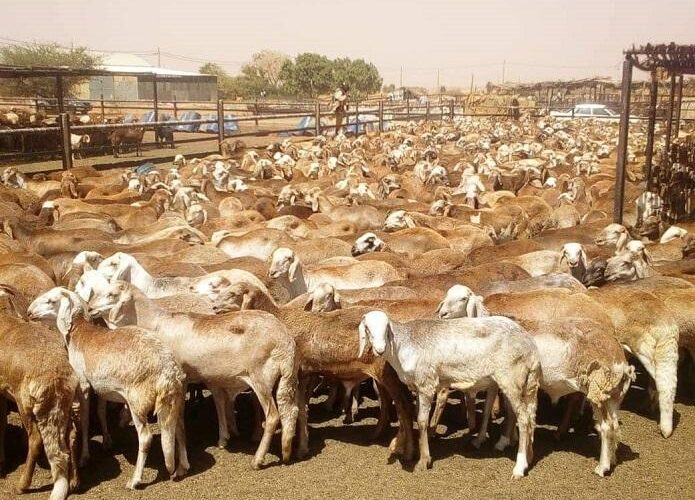 بحث فرص التعاون المشترك بين السودان وروسيا في مجال الثروةالحيوانية