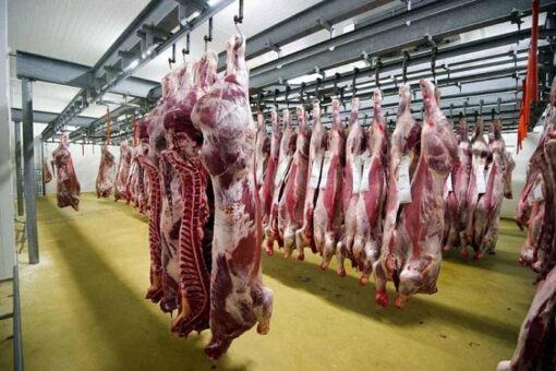 تصدير أكثر من ٩ آلاف طن من اللحوم