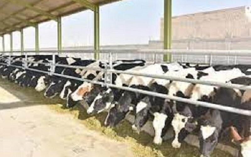وزير الثروة الحيوانية الاتحادى يتفقد سوق الصادر بولاية سنار